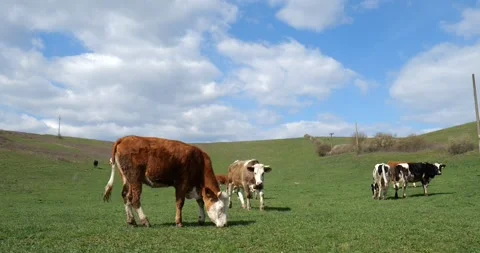 Cows on a Green Meadow Under a Blue Sky 4 Stock Footage 306087261