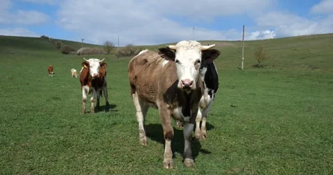 Cows on a Green Meadow Under a Blue Sky 1 Stock Footage 306087266