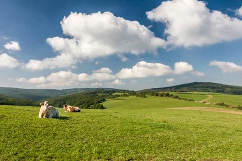 Cows on the green pasture Stock Photos