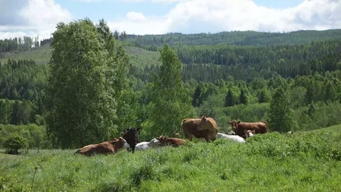 Cows on a green summer grass field in sweden mountain landscape Видео 124844778