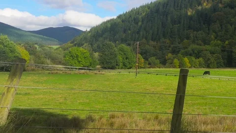 Cows in a Green Valley in the Scottish Borders Stock Footage 87193729