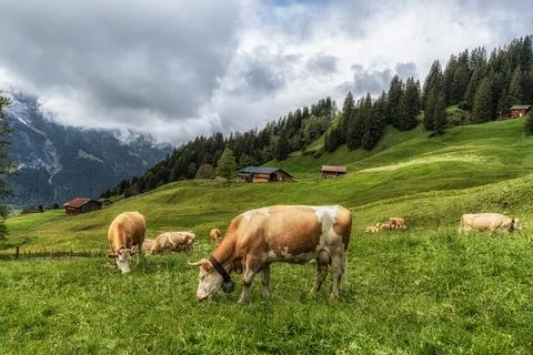 Cows in Grindelwald Stock Photos