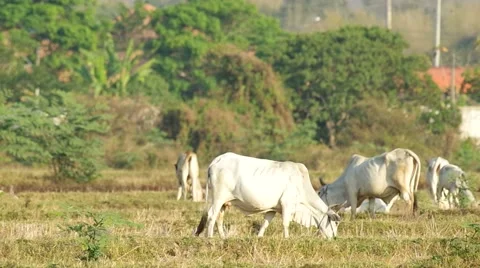 Cows group eating and resting in the paddy field Stock Footage 48351178