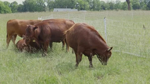 Cows in a group Stock Footage 198072140