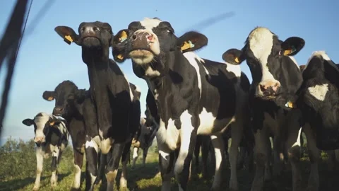 Cows group HD 120 fps slow motion Stock Footage 237775195