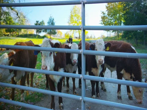 Cows in Guilford, Connecticut. Stock Footage 72989530