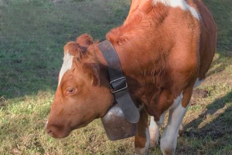 Cows in Gypsera 库存照片