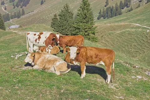 Cows in Gypsera Stock-Fotos