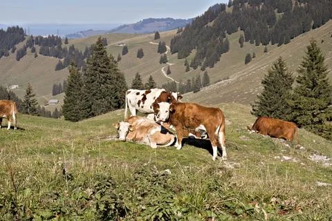 Cows in Gypsera Foto stock