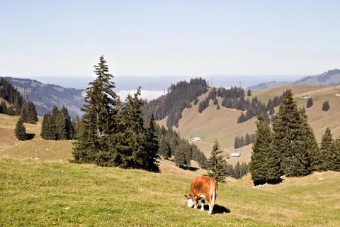 Cows in Gypsera Foto stock