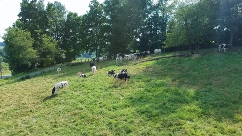Cows hanging out in pasture Stock Footage 95593986