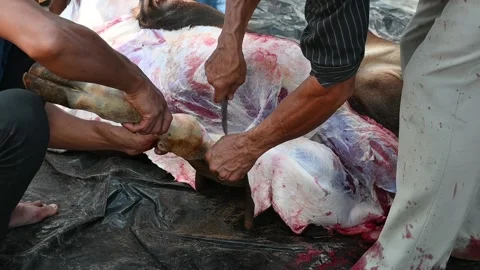 The cows that have been slaughtered using a knife Stock Footage 205020279