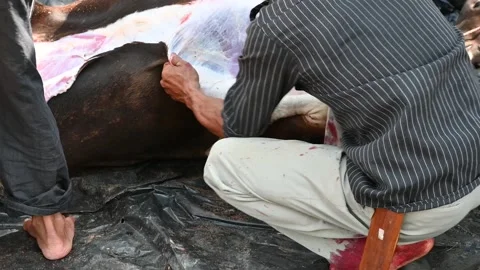 The cows that have been slaughtered using a knife Stock Footage 205030578