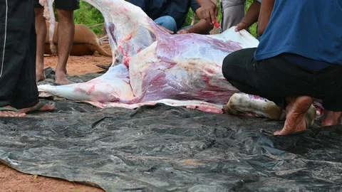 The cows that have been slaughtered using a knife Stock Footage 205030774