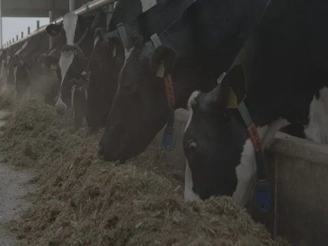 Cows having fodder from behind the feed barrier Stock Footage 73684462