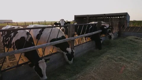 Cows Hay Feed Eating Pan on Pitchfork and Bale At Sunset Stock Footage 140213358