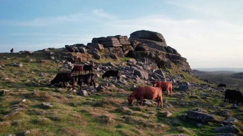 Cows in Haytor Rocks from a drone, Haytor Rocks, Dartmoor Park, Devon, England Stockbeeldmateriaal 206562793