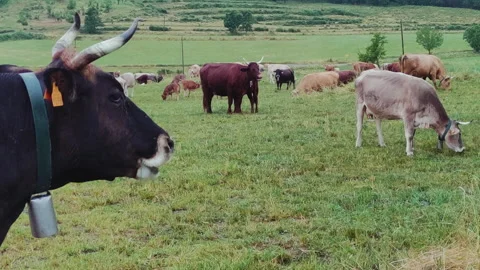 Cow's head in the foreground and the herd in the background. Stock Footage 313126658