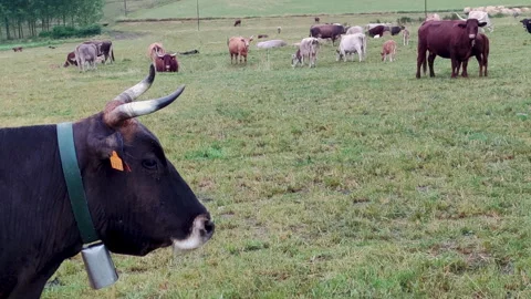 Cow's head in the foreground and the herd in the background. Stock Footage 313149473