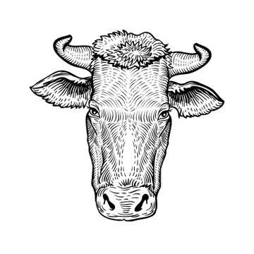Cows head, in a graphic style hand drawn  illustration Stock Illustration