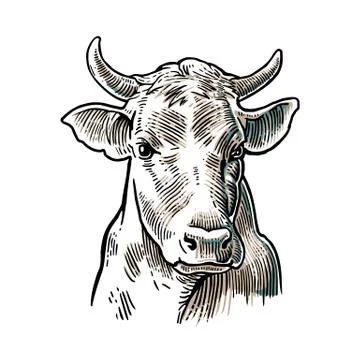 Cows head. Hand drawn in a graphic style. Vintage vector engraving illustrati Stock Illustration