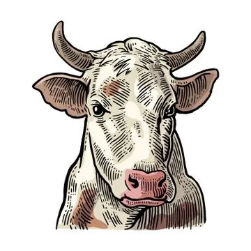 Cows head. Hand drawn in a graphic style. Stockillustratie