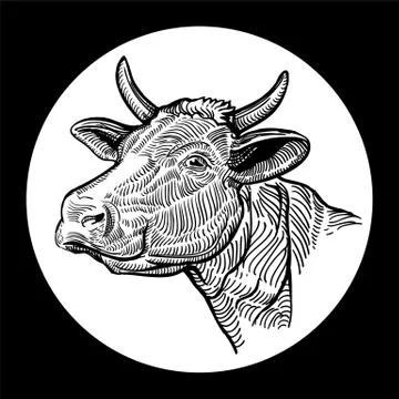 Cows head. Hand drawn in a graphic style. Isolated on white background Stock Illustration