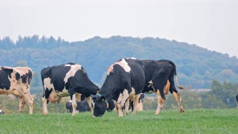 Cows in head to head battle on a green field Stock Footage 127104500