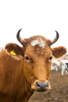 Cows head Stock Photos