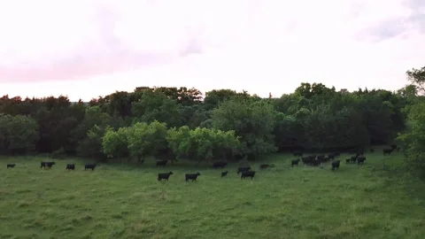 Cows heading to a different pasture Stock Footage 138330727