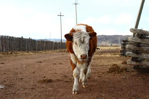 Cows heading to the farm Stock Photos