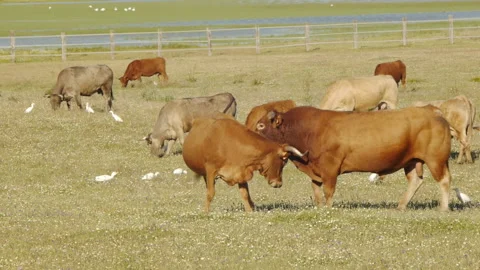 Cows in heat Stock Footage 103056990