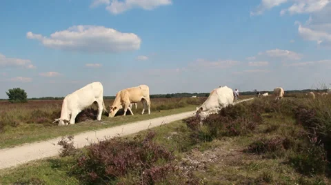 Cows in a heathland with cyclists passing Stock Footage 28135409