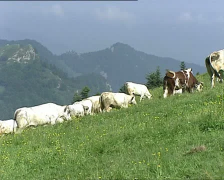 COWS herd climbing a slope AUDIO Stock-Footage 11465335