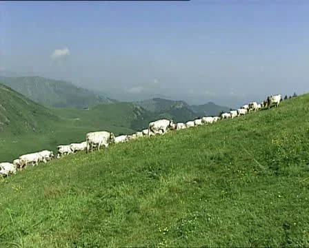 COWS herd climbing a slope LS AUDIO Video stock 11465470