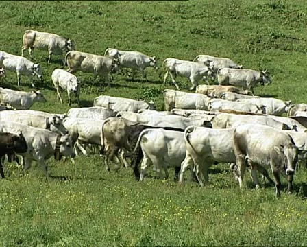 COWS herd crossing a meadow AUDIO Video stock 11465716