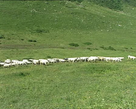 COWS herd crossing a meadow LS AUDIO Video stock 11465891