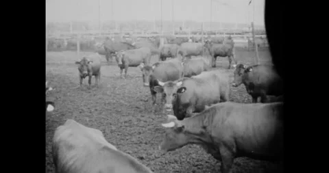 Cows herd in farm corral ranch. Livestock industry. Animal breeding. Cattle milk Stock Footage 269963304