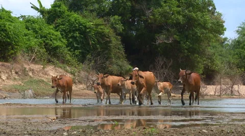 Cows herd 스톡 동영상 51145102