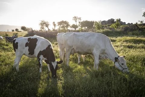 Cows herd on a grass field during the summer at sunset. A cow is looking at t Foto stock