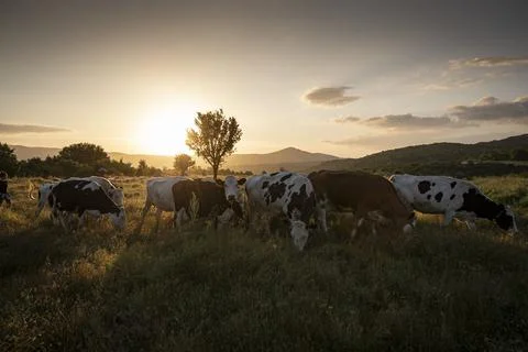 Cows herd on a grass field during the summer at sunset. A cow is looking at t Stock Photos