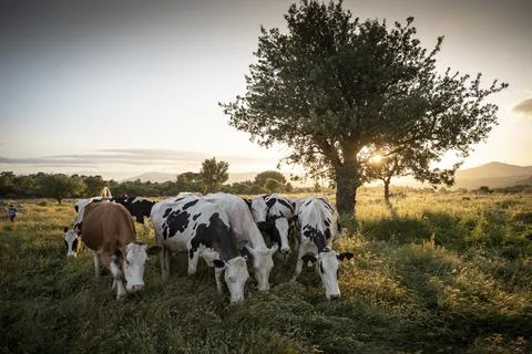 Cows herd on a grass field during the summer at sunset. A cow is looking at t Stock Photos
