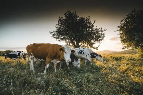Cows herd on a grass field during the summer at sunset. A cow is looking at t Stock Photos