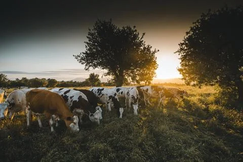 Cows herd on a grass field during the summer at sunset. A cow is looking at t Stock Photos