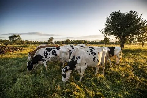 Cows herd on a grass field during the summer at sunset. A cow is looking at t Stock Photos