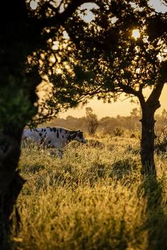Cows herd on a grass field during the summer at sunset. A cow is looking at t Stock Photos