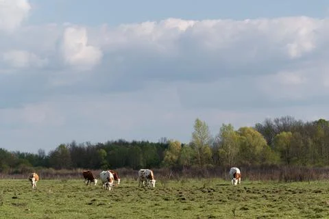 Cows in herd graze on bumpy pasture in spring Stock Photos