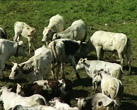 COWS herd grazing close view AUDIO Video stock 11492318