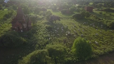 Cows herd grazing Stock Footage 81554946
