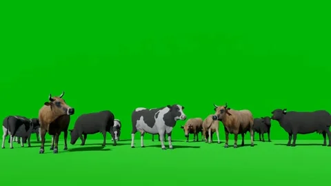Cows Herd Grazing on Green Screen Video stock 223907874